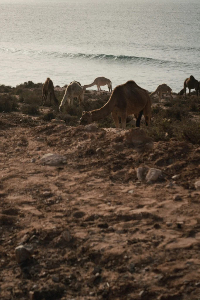 Quels sont les indispensables à mettre dans sa valise quand on part surfer au Maroc